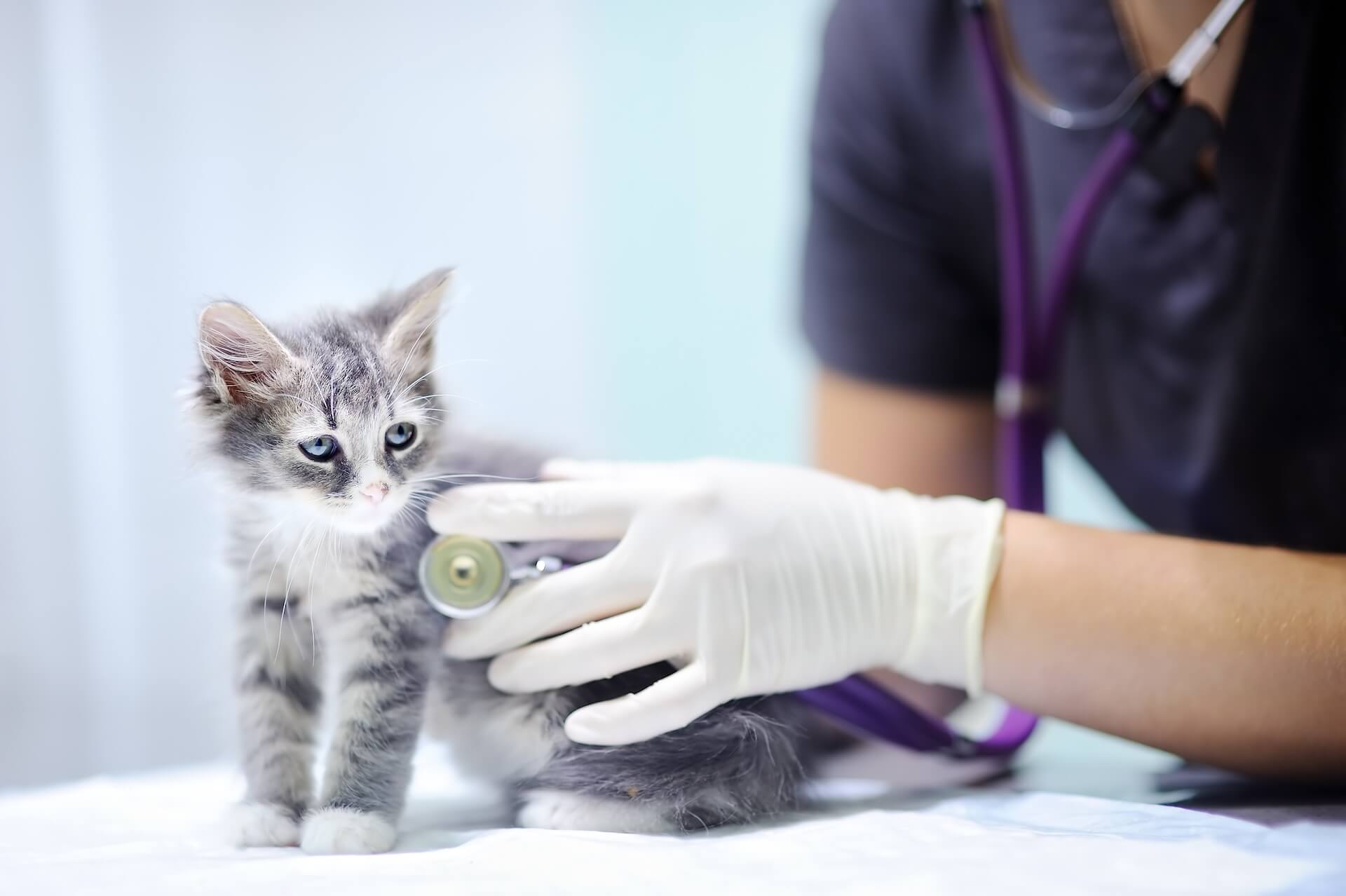 Kitten Care in Wynnewood