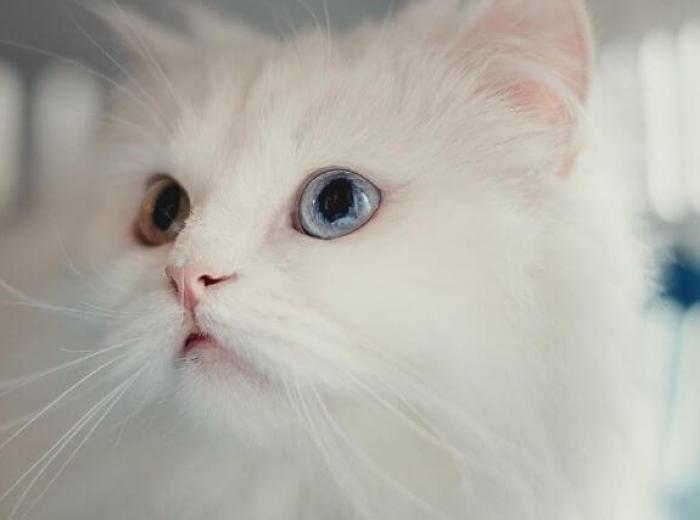 How to Conquer the Cat Carrier For Stress-Free Vet Visits