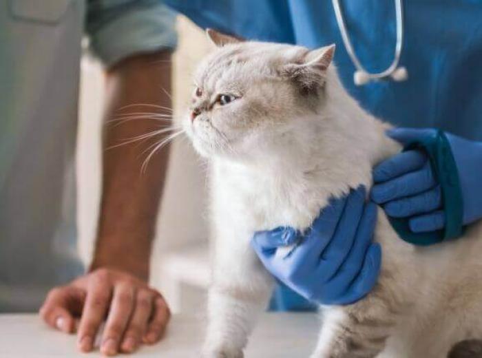 The Secret to Stress-Free Veterinary Visits With Your Cat